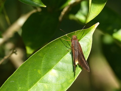 Astraptes phalaecus
