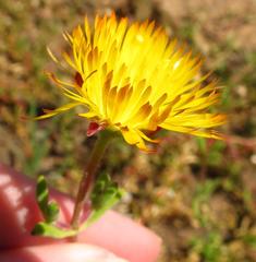 Drosanthemum bicolor