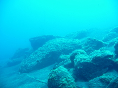 Aulostomus strigosus