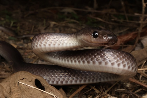 Slaty-grey snake sighting