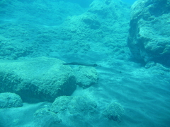 Aulostomus strigosus