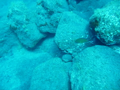 Chromis limbata
