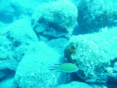 Chromis limbata