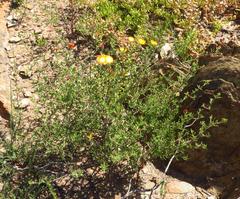 Drosanthemum bicolor