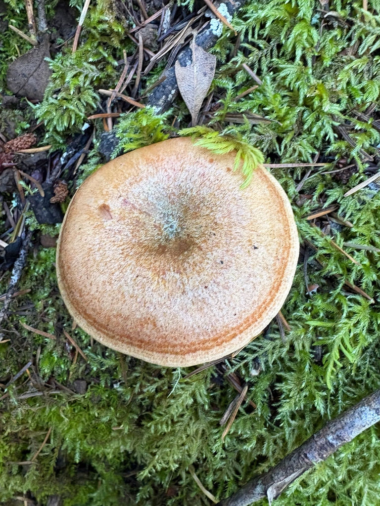 Lactarius rubrilacteus