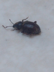 Otiorhynchus cribricollis