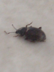 Otiorhynchus cribricollis