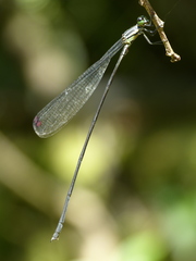 Mecistogaster modesta