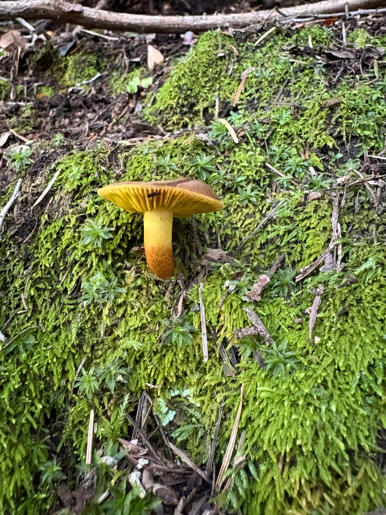 Phylloporus arenicola · November 2025 · photo: © radrat (iNaturalist, cc0)