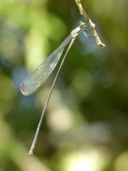 Mecistogaster modesta