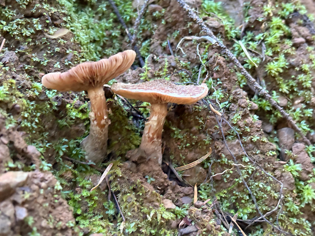 Armillaria sinapina · November 2025 · photo: © radrat (iNaturalist, cc0)