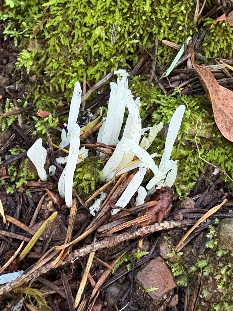 Clavaria fragilis · November 2025 · photo: © radrat (iNaturalist, cc0)
