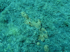 Hemimycale columella