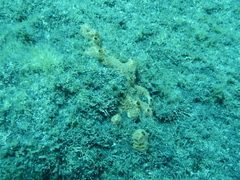 Hemimycale columella