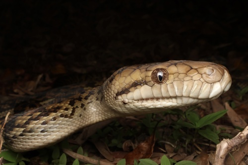 Australian Scrub Python sighting