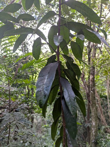 Pimenta racemosa observed 2025-10-30