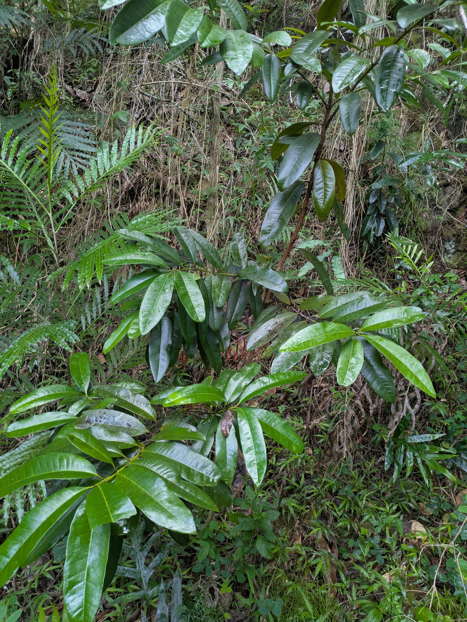 Bayrumtree (Pimenta racemosa)