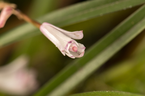 Long-stemmed Scaphyglottis