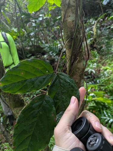Macropsychanthus wilsonii observed 2025-10-30