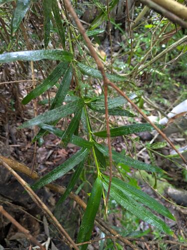 Podocarpus macrophyllus