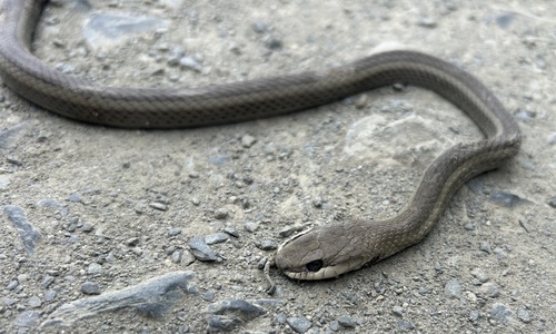 Photo of a Heath's Tropical Racer (Mastigodryas heathii)