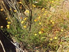 Drosanthemum bicolor