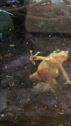 Panamanian Golden Frog, Atelopus zeteki