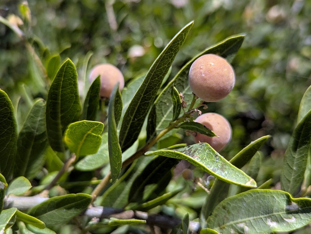 Broadleaved Shepherdstree