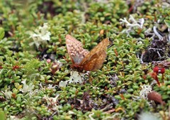 Boloria improba