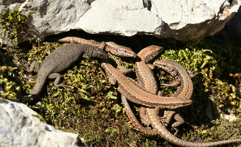 Blue-throated Keeled Lizard