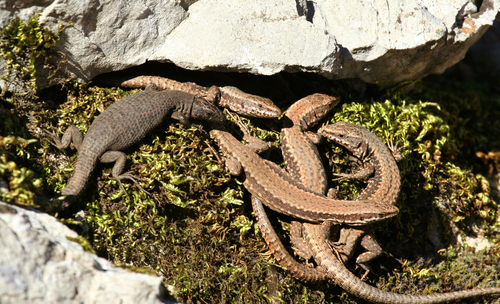 Blue-throated Keeled Lizard