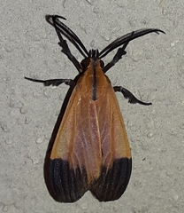 Correbia affinis