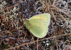 Colias hecla