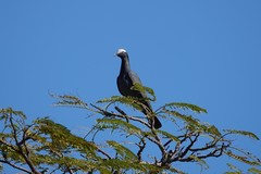Patagioenas leucocephala