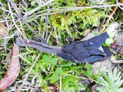 Helvella atra
