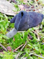 Helvella atra