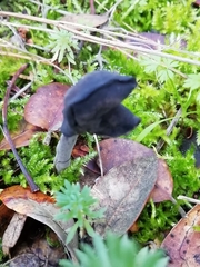 Helvella atra