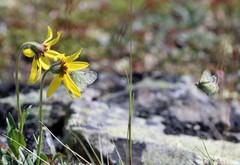Colias nastes