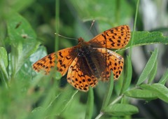 Boloria alaskensis