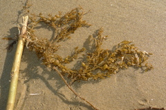 Sargassum sinclairii