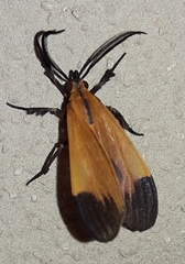 Correbia affinis