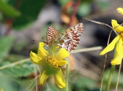 Boloria freija