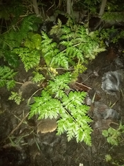 Anthriscus sylvestris