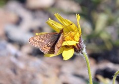 Boloria improba