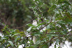 Mimus polyglottos image