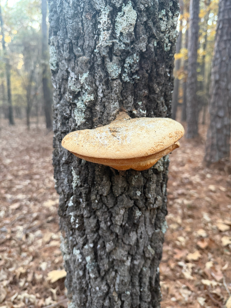 Somion unicolor · November 2025 · photo: © joeyparsons (iNaturalist, cc-by)