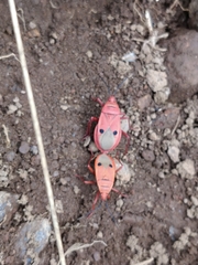 Probergrothius nigricornis
