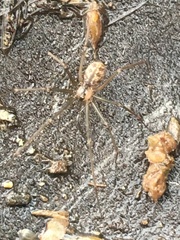 Psilochorus pullulus