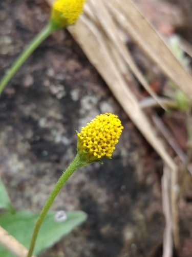 Acmella paniculata, photograph 5