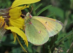 Colias hecla